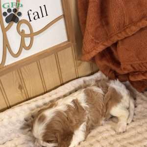 Casey, Cavalier King Charles Spaniel Puppy